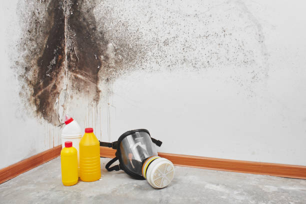 Best Residential Mold Removal  in Clksville, AR