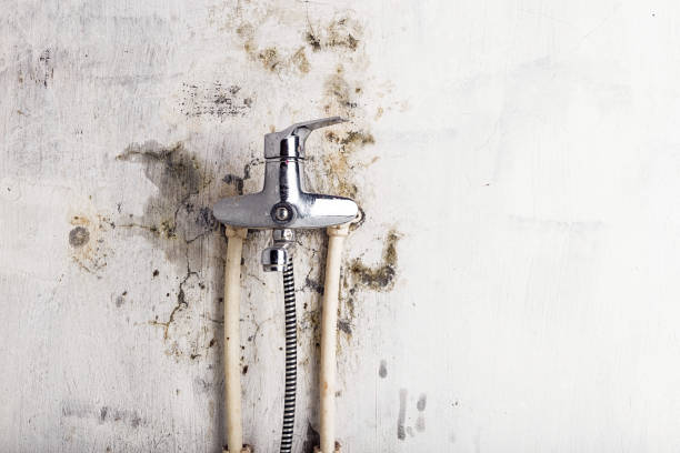 Best Professional Mold Removal  in Clksville, AR