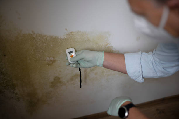 Best Mold Damage Repair  in Clksville, AR
