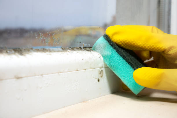 Best Mold Remediation  in Clksville, AR