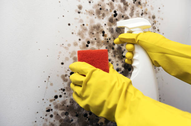 Office Mold Removal Services in Clarksville, AR