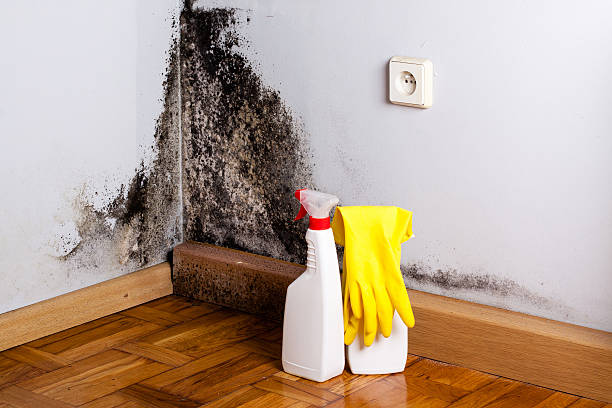 Best Mold Testing  in Clksville, AR