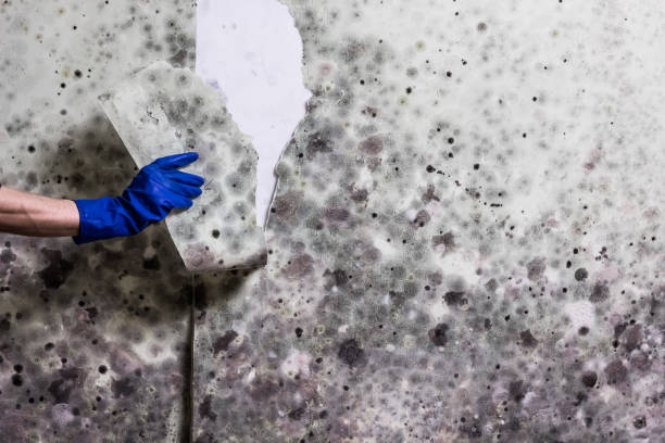 Best Best Mold Removal Companies  in Clksville, AR