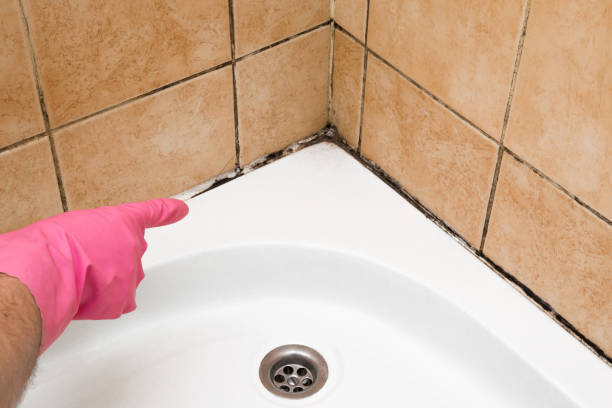 Attic Mold Removal in Clarksville, AR